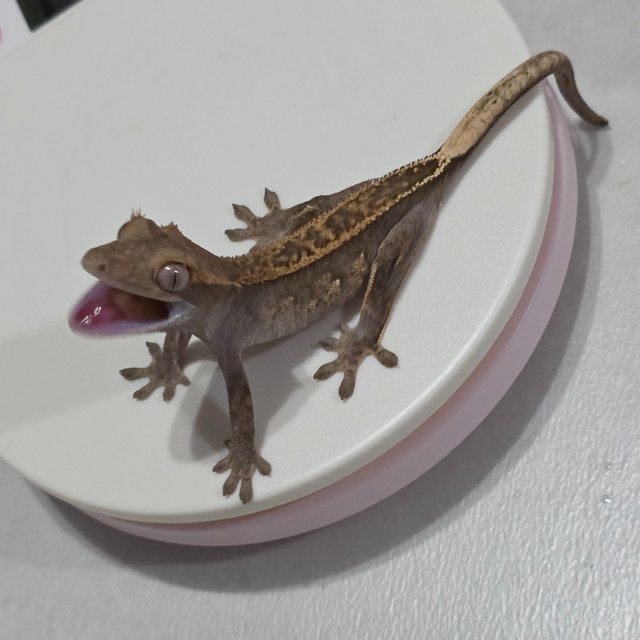 노멀 풀핀 화이트포트홀