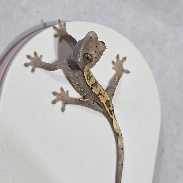 노멀 화이트포트홀