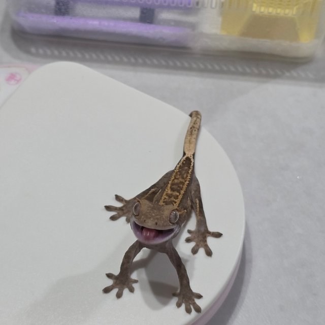 노멀 풀핀 화이트포트홀