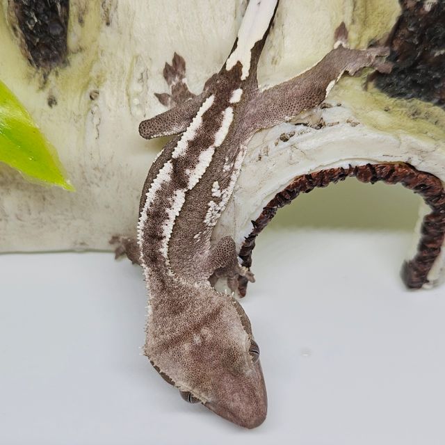 아잔틱