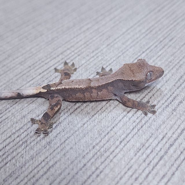 세이블