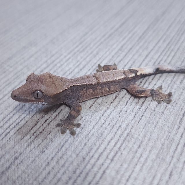 세이블
