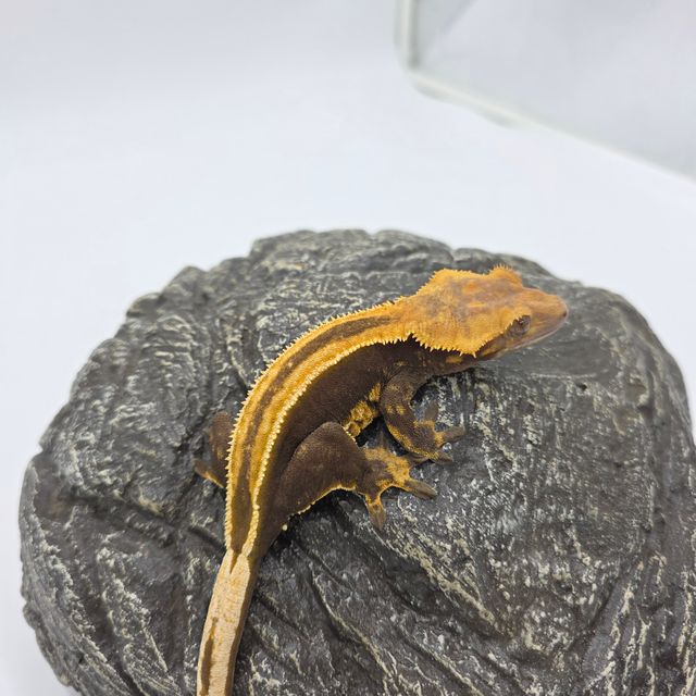 슈퍼스트라이프