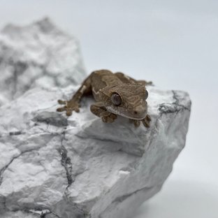 레드 팬텀 릴리화이트