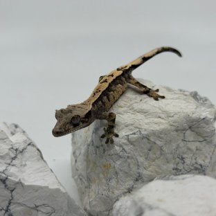 세이블 트라이 익스트림할리퀸