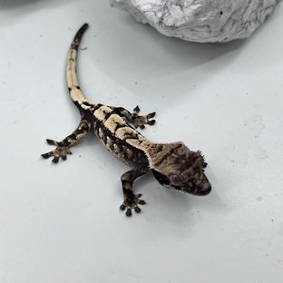 트라이 익스트림할리퀸 세이블