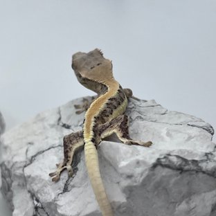 솔리드백 릴리화이트 화이트핀