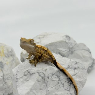 트라이 익스트림할리퀸