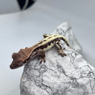 프라푸치노
