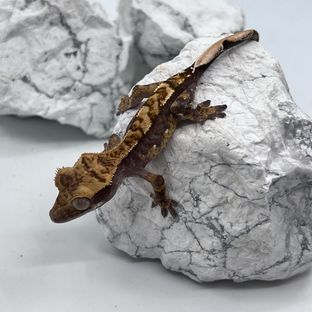 노멀