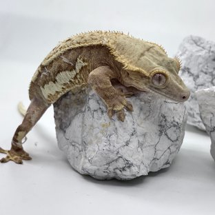 JR