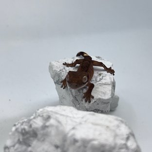 다크 패턴리스