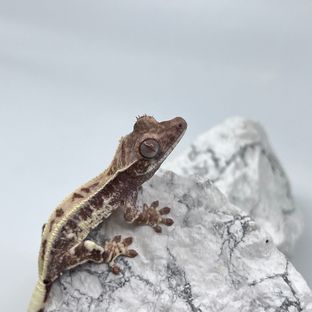 프라푸치노