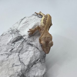 솔리드백 릴리화이트