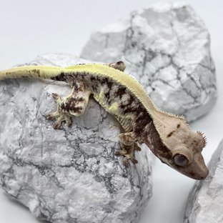 릴리화이트 솔리드백 풀핀