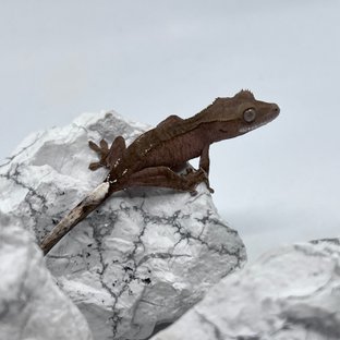 패턴리스 카푸치노