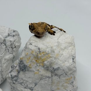 트라이 익스트림할리퀸