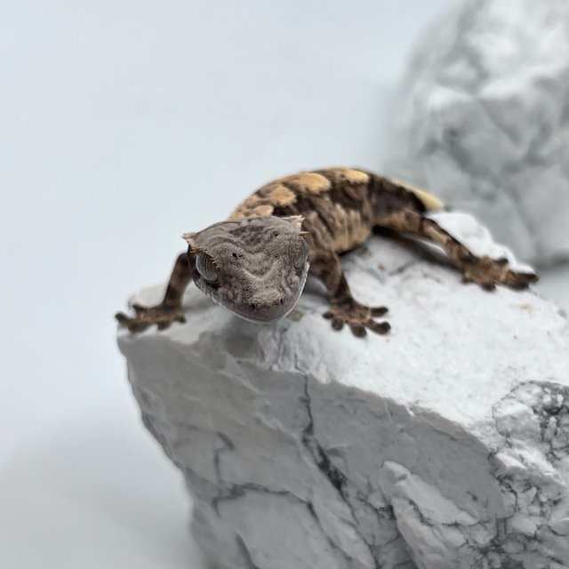 트라이 익스트림할리퀸 세이블