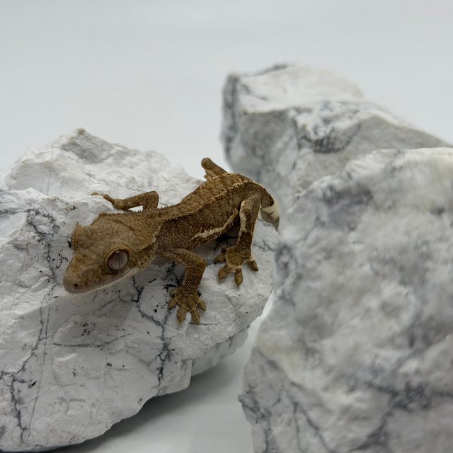 레드 팬텀 릴리화이트