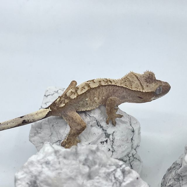 노멀
