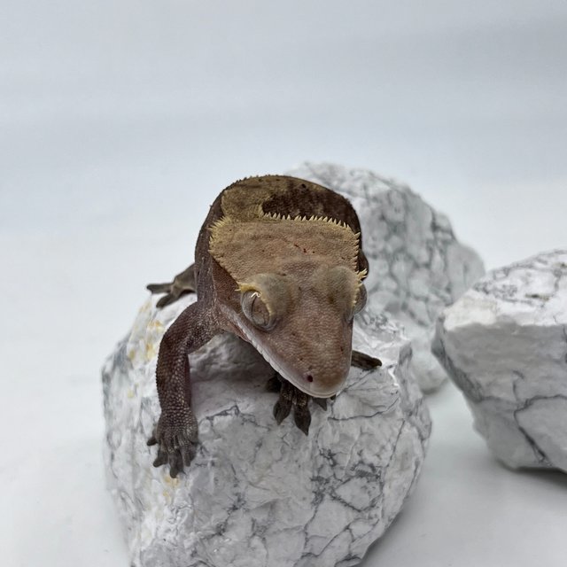 카푸치노 패턴리스