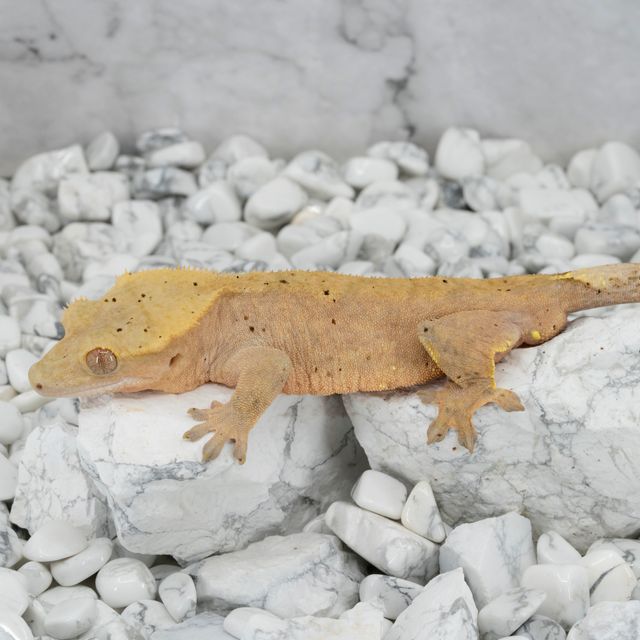 달마시안