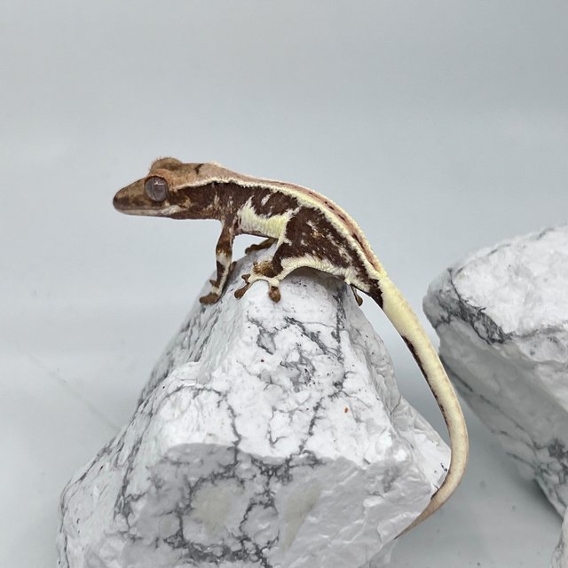 릴리화이트 트라이
