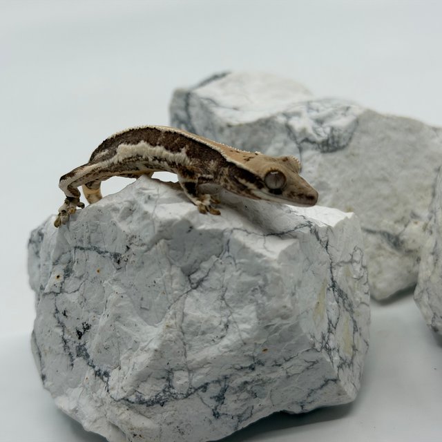 솔리드백 화이트핀 릴리화이트