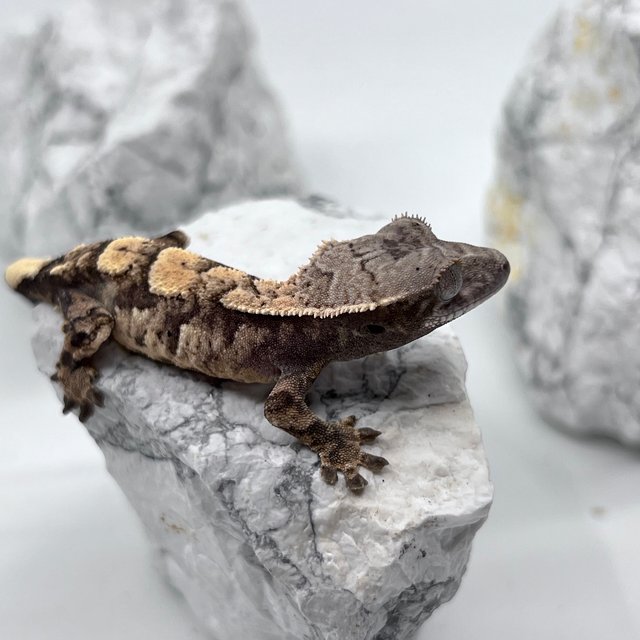 트라이 익스트림할리퀸 세이블