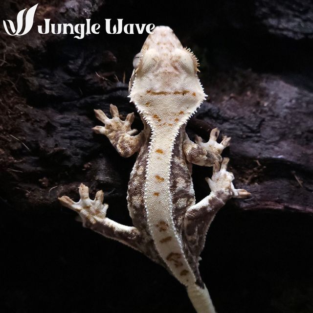 릴리화이트 트라이