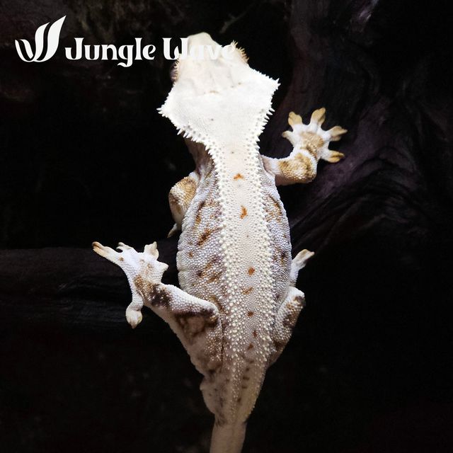 릴리화이트 화이트스팟