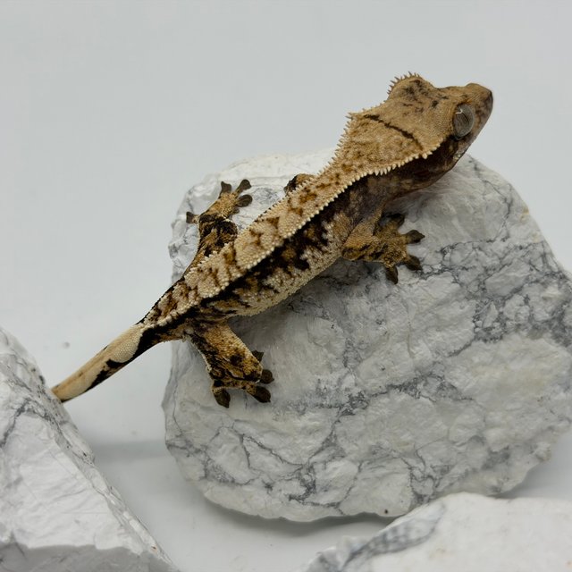 트라이 익스트림할리퀸