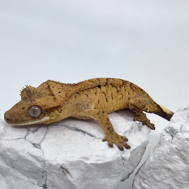 노멀