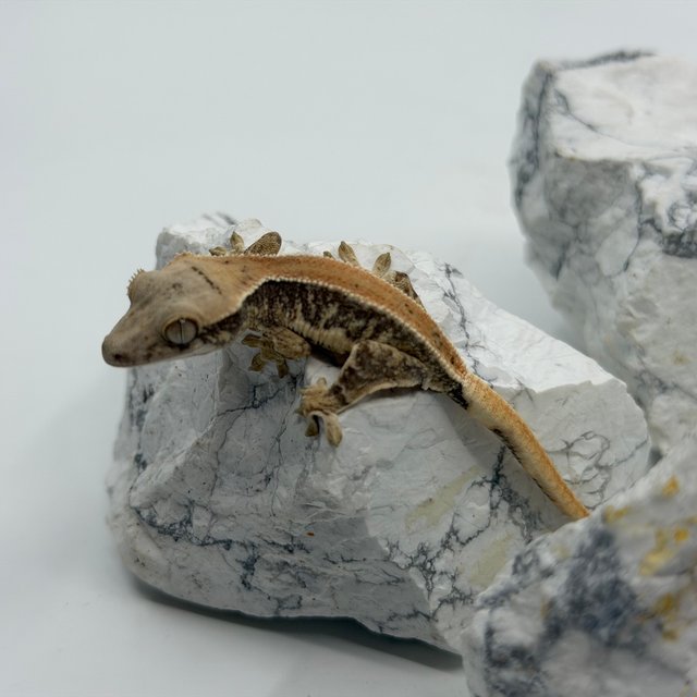 솔리드백 릴리화이트