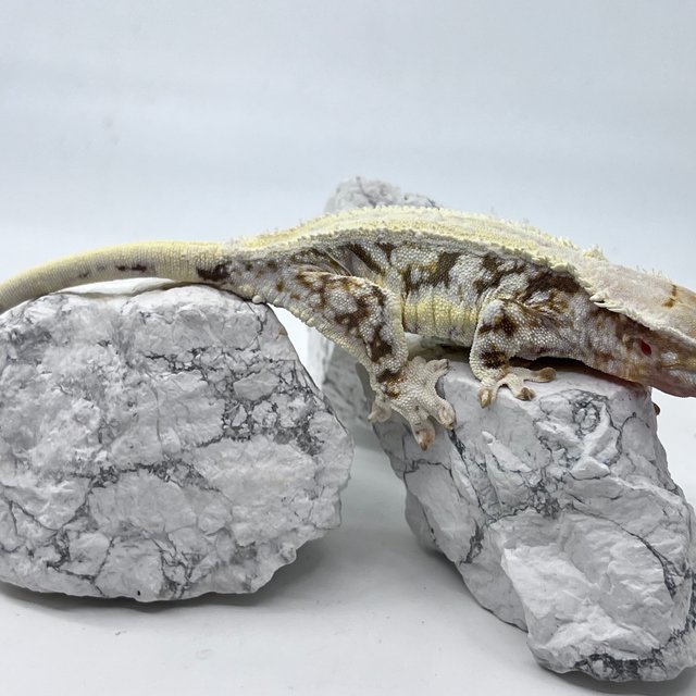 릴리화이트 솔리드백 핀스트라이프 다크