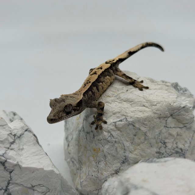 세이블 트라이 익스트림할리퀸