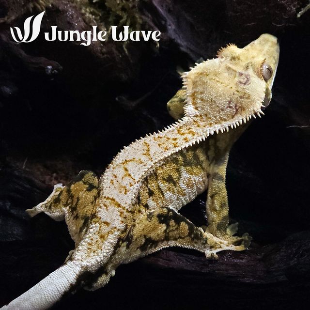 트라이 익스트림할리퀸