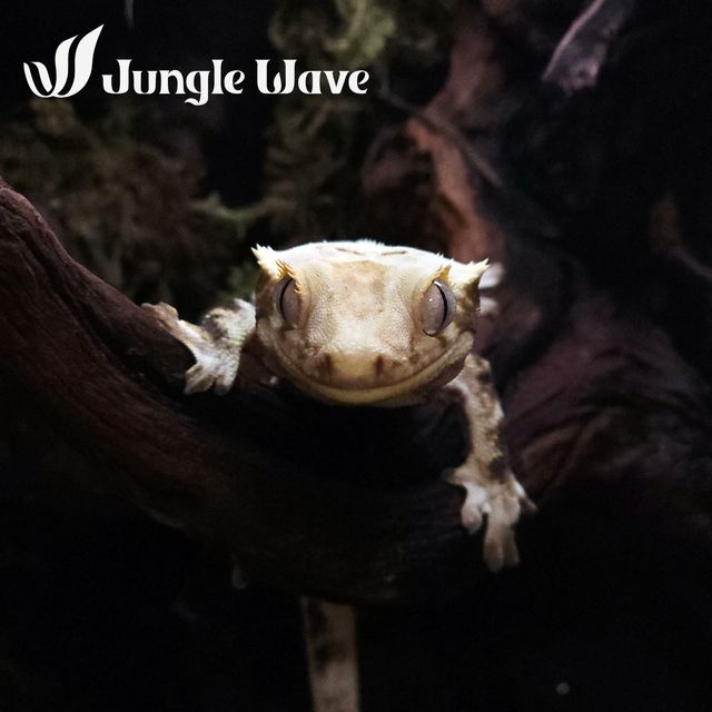 다크 릴리화이트