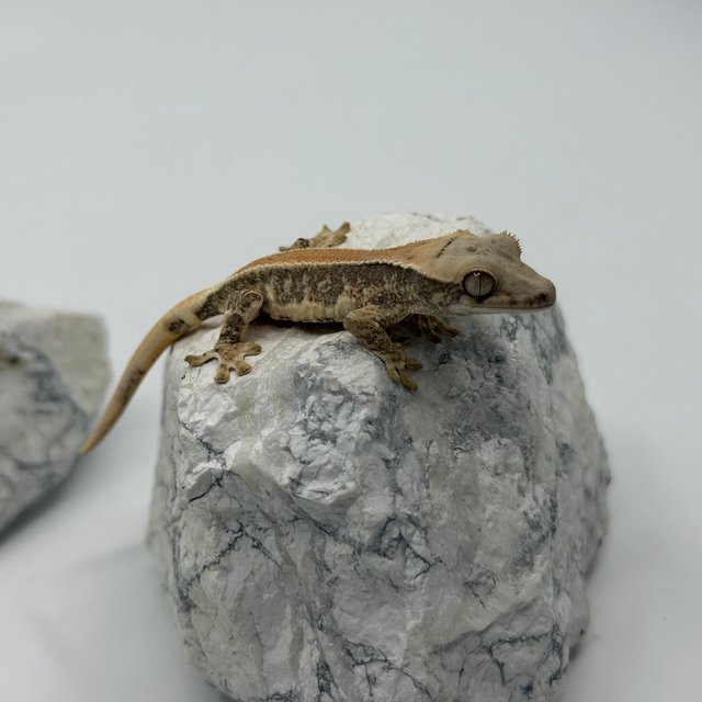 솔리드백 릴리화이트