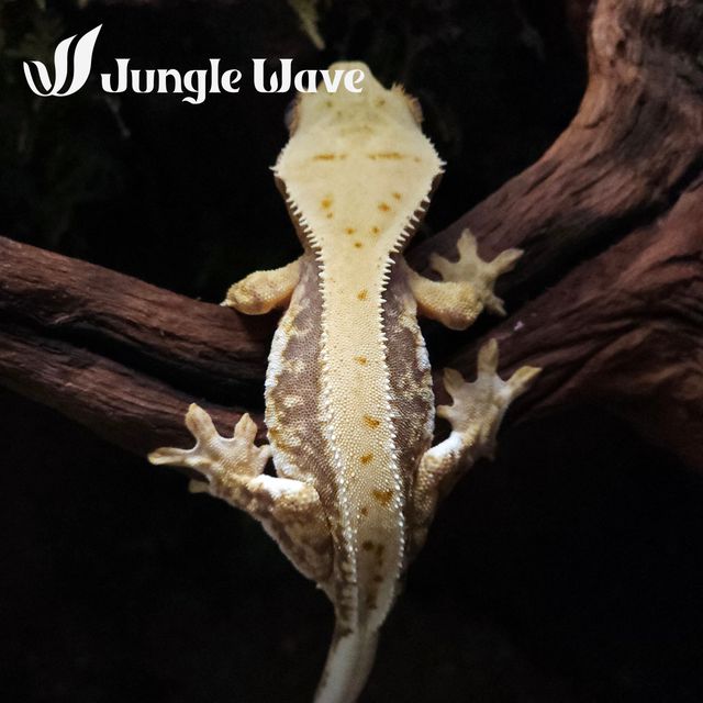 릴리화이트 트라이 레드
