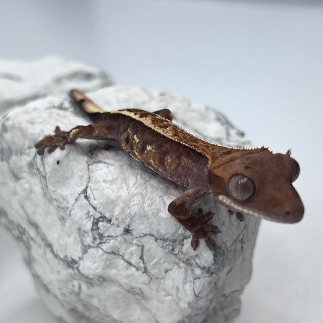 카푸치노 다크