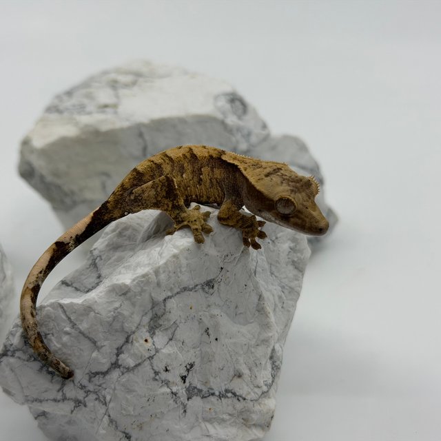 트라이 익스트림할리퀸