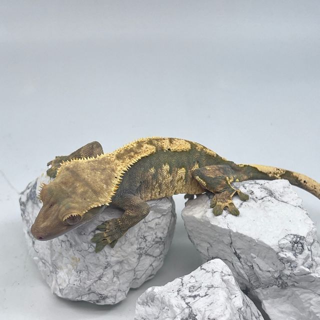 트라이 익스트림할리퀸