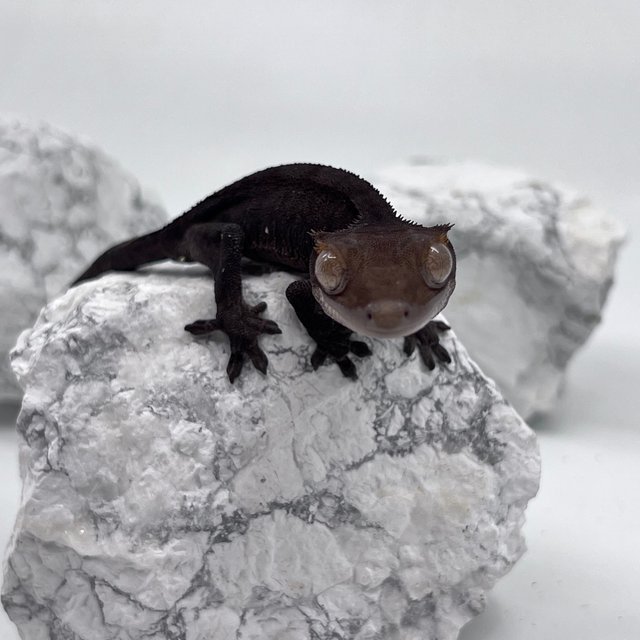 다크 카푸치노 패턴리스