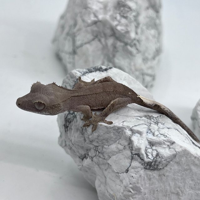 패턴리스 카푸치노