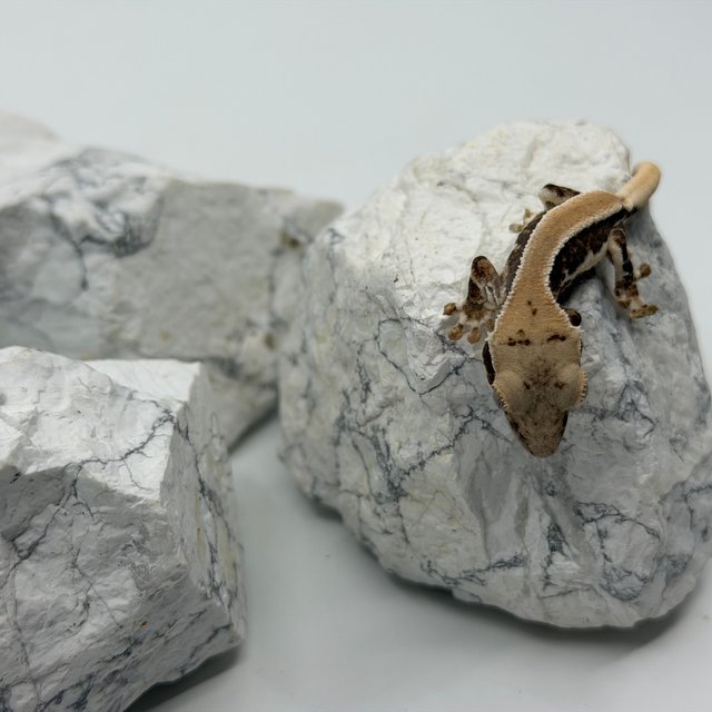 솔리드백 화이트핀 릴리화이트