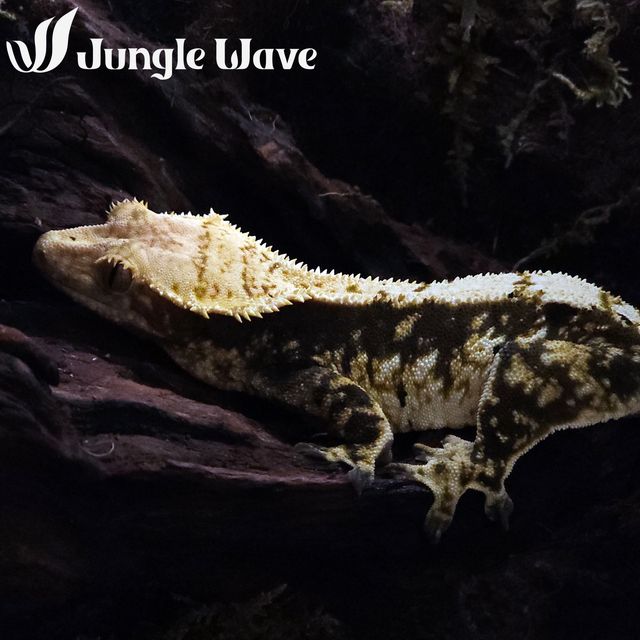 노멀 트라이 쿼드 다크