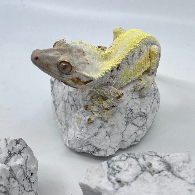 솔리드백 릴리화이트