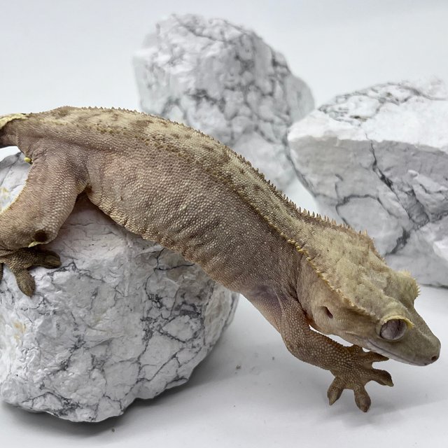 노멀 팬텀 옐로우