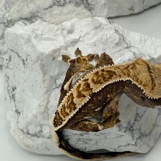 트라이 익스트림할리퀸